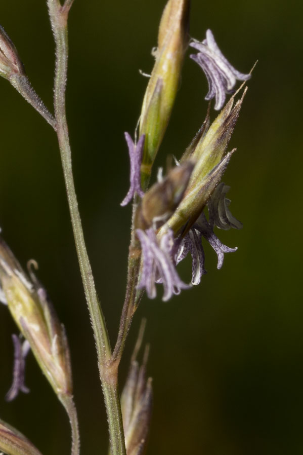 Poaceae: Festuca sp.